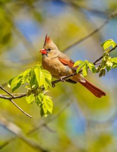 cardinal bird on a branch