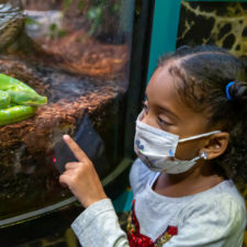 child looking at a snake in an exhibit