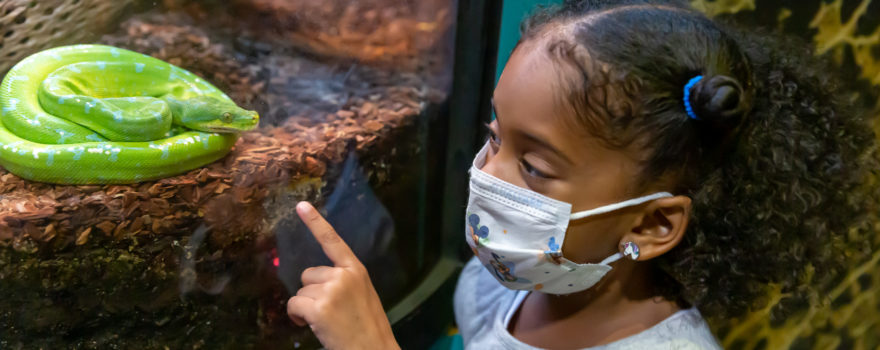 child looking at a snake in an exhibit
