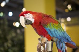 a colorful green-winged macaw