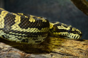 close up of jungle carpet python