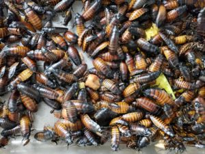 Madagascar hissing cockroaches