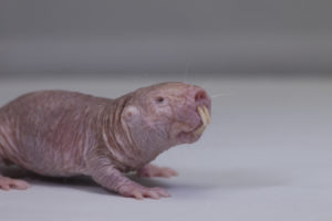 naked mole rat