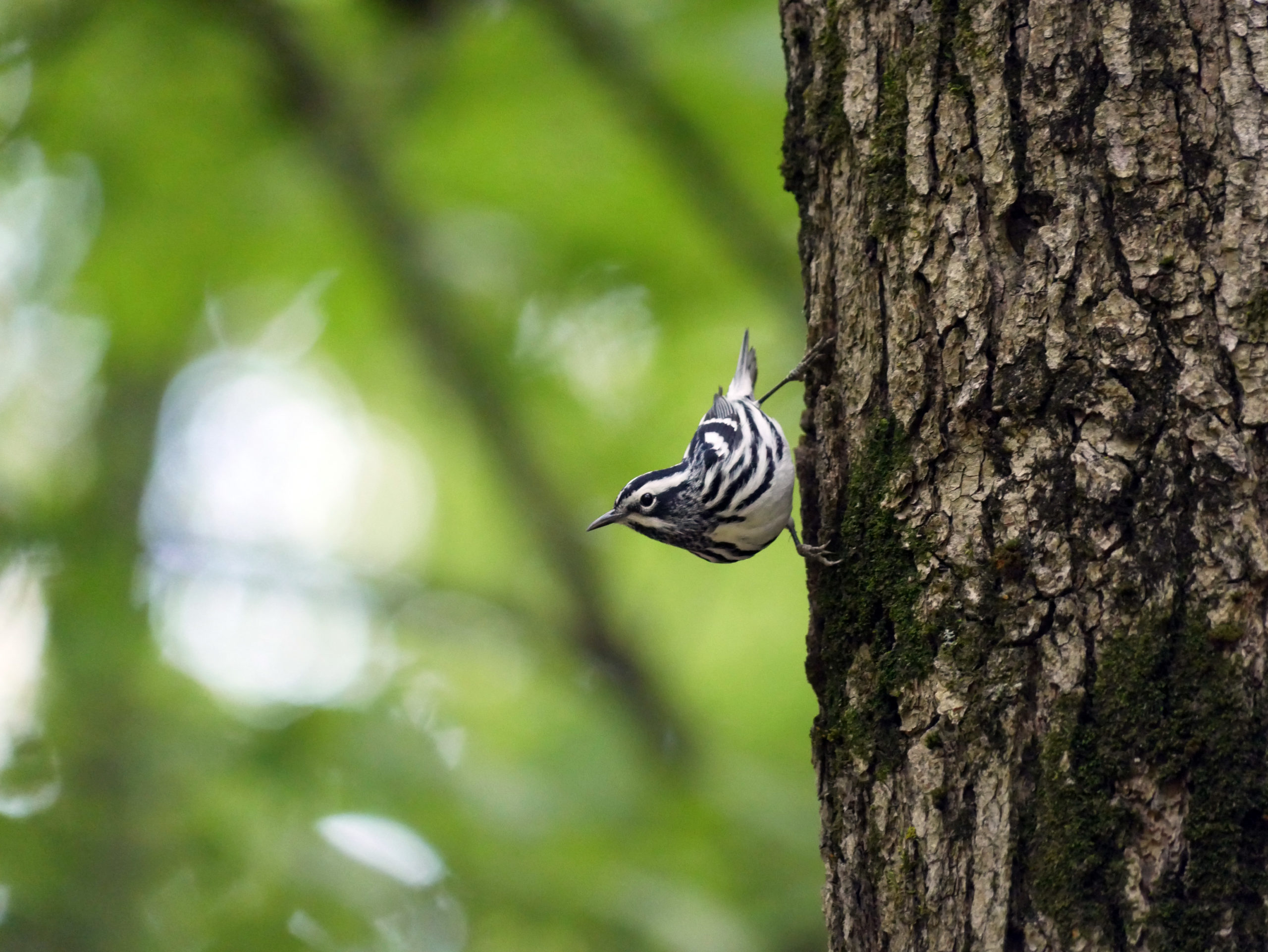small bird on a tree trunk