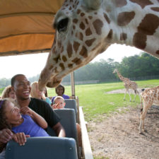friendly giraffe encounter with humans
