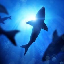 A group of sharks, the species that will be the focus of Shark Week 2023