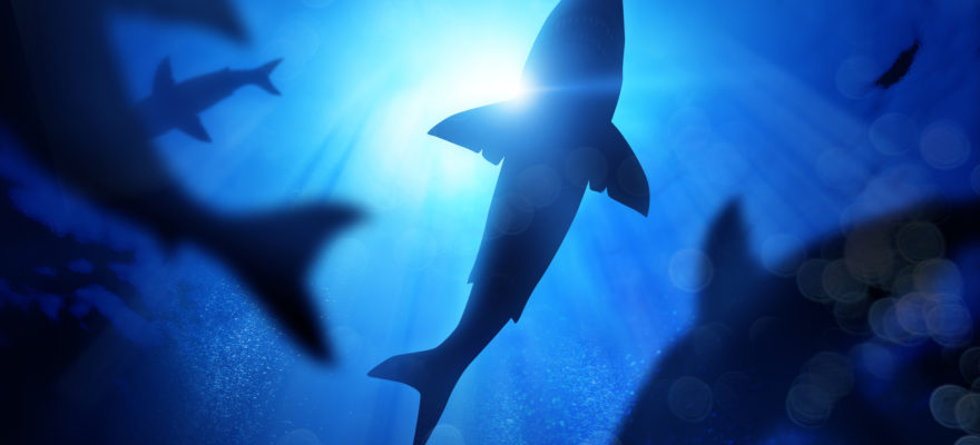 Get Ready for Shark Week 2022!