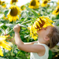 little girl with sunflowers