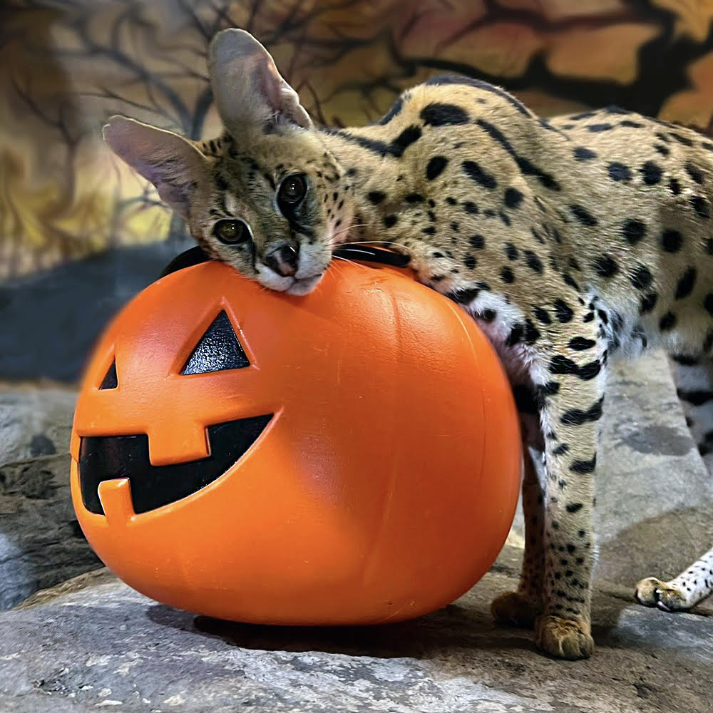 staten island zoo spooktacular event featuring a wild cat with fake pumpkin