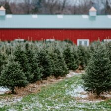 Christmas Tree Farms NJ Staten Island