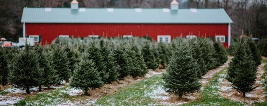 Christmas Tree Farms NJ Staten Island