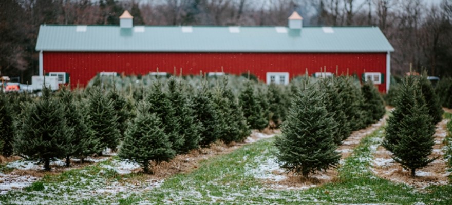 Top 14 Christmas Tree Farms in NJ: Cut Your Own Christmas Trees Near Staten Island