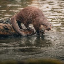 A North American river otter near water.