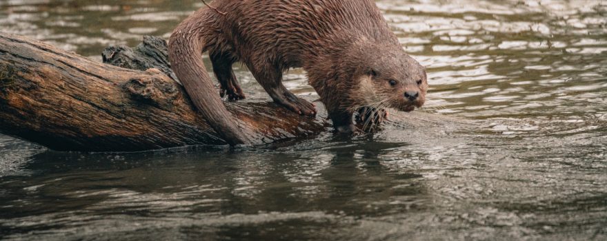 A North American river otter near water.