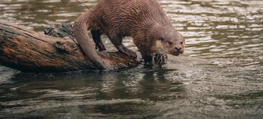 The Latest Animal News on Staten Island is Otter-ly Adorable