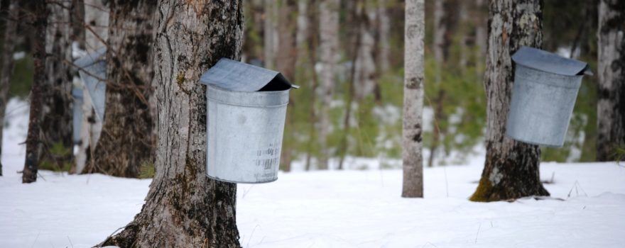 Maple sugaring buckets on trees in the snow.