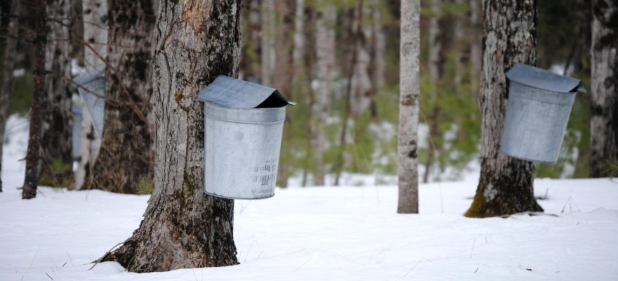 Where To Go Maple Sugaring on Staten Island and Nearby