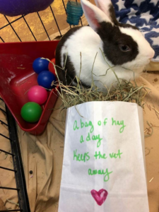 Rabbit with hay.