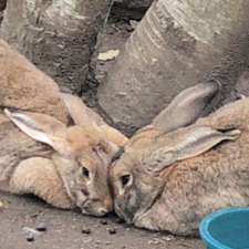 Two brown rabbit together.