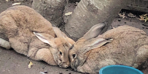 Two brown rabbit together.