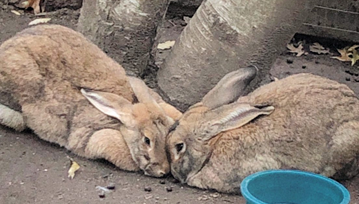 Year Of The Rabbit SI Parent