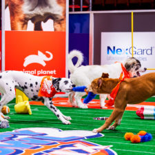 Two dogs playing during the Puppy Bowl.