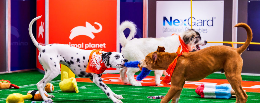 Two dogs playing during the Puppy Bowl.