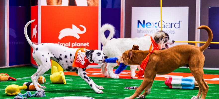 Watch Puppy Bowl 2023 this Sunday!