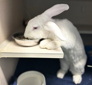 a bunny eating food