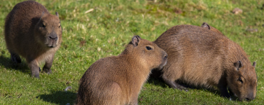 A group of capybaras