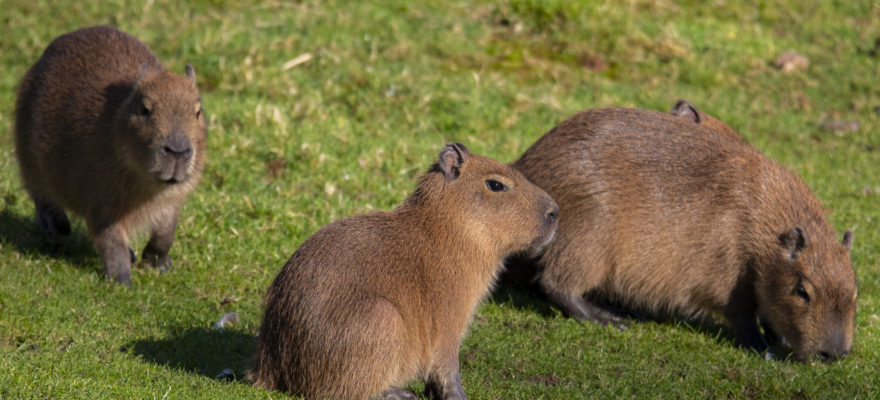 Here’s Where You Can See a Capybara in NYC and Nearby