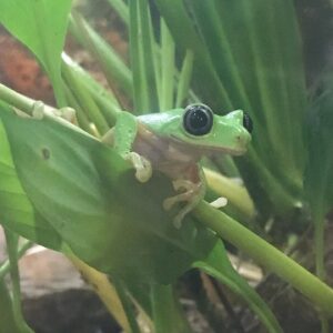 a lemur leaf frog