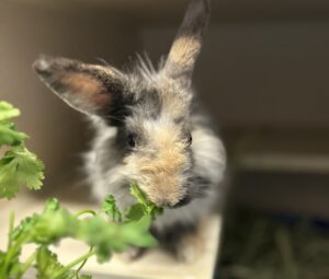 pet bunny eating greens