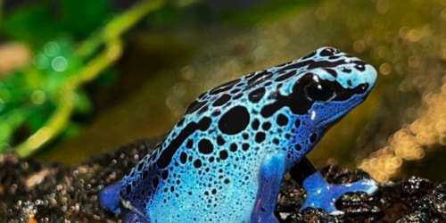 a frog at the Staten Island Zoo