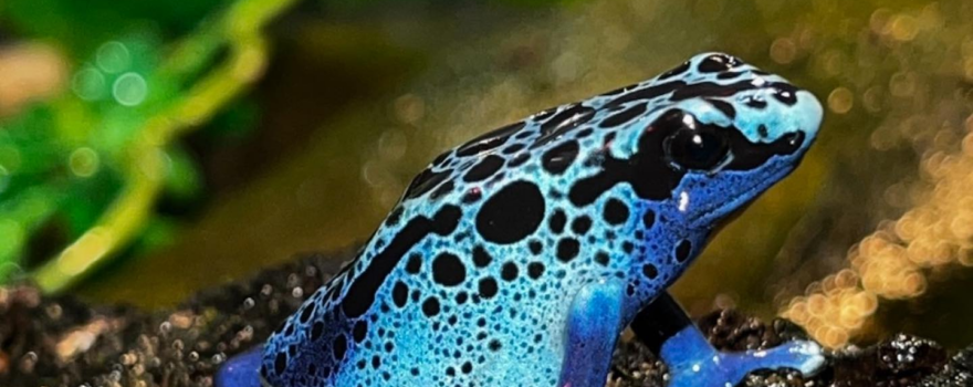 a frog at the Staten Island Zoo