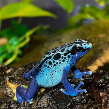 a frog at the Staten Island Zoo