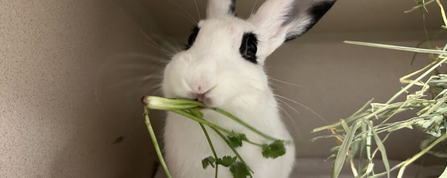 a pet bunny chewing vegetables