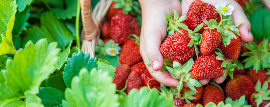 Go strawberry picking near Staten Island.