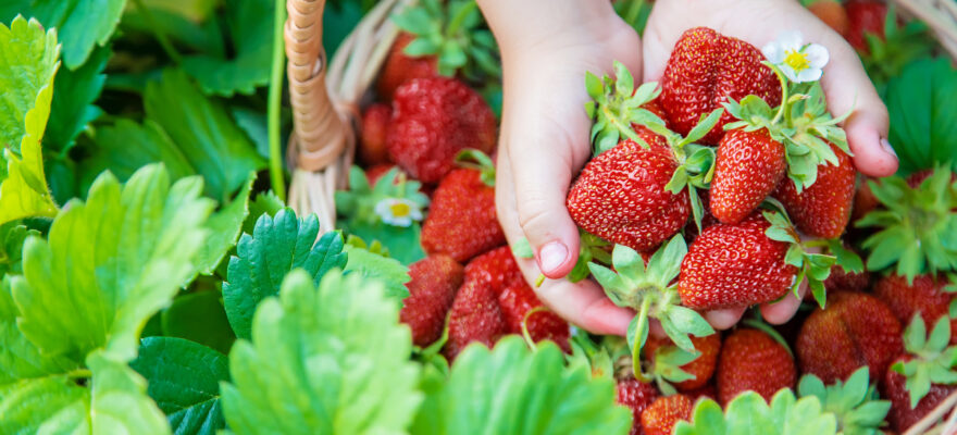 Where and When to Go Strawberry Picking Near Staten Island