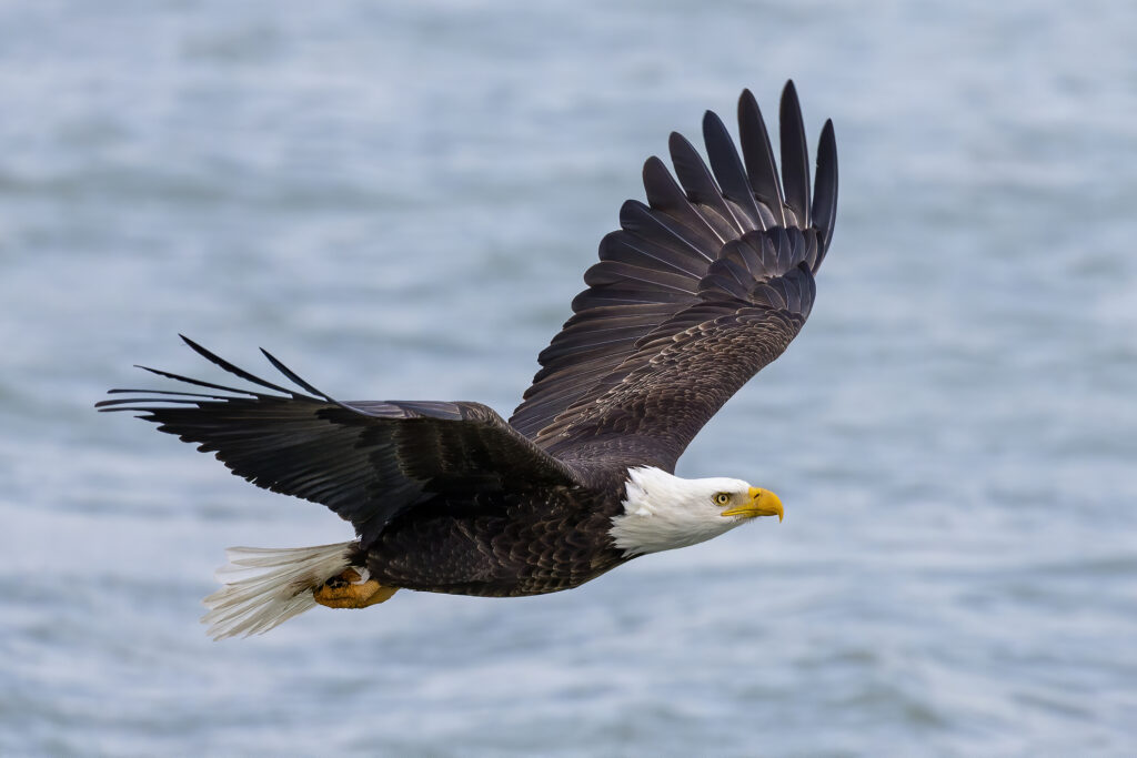 Where to See Bald Eagles on Staten Island - Vimarsana News