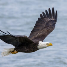 bald eagle flying over water. People can spot bald eagles on Staten Island
