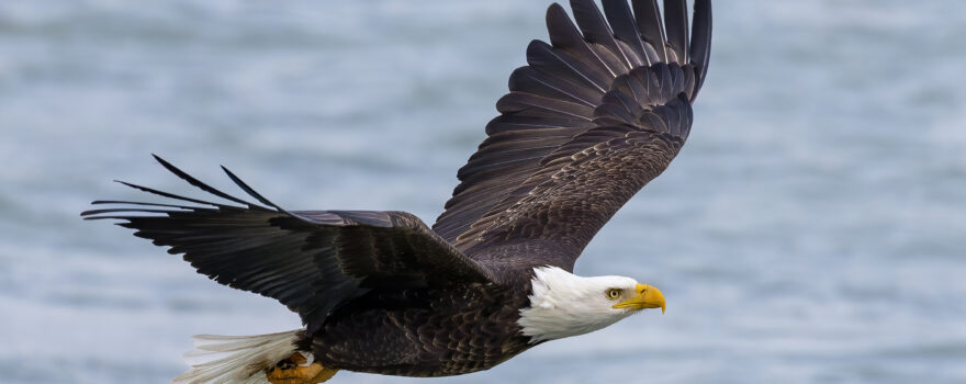 bald eagle flying over water. People can spot bald eagles on Staten Island