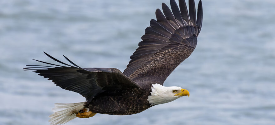 Where to See Bald Eagles on Staten Island