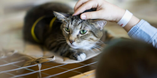 A child petting a cute cat between the ears. There are many ways for helping your child through the loss of a pet.
