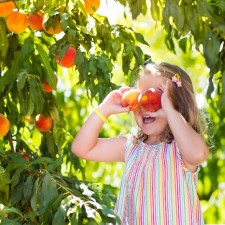 Peach Picking