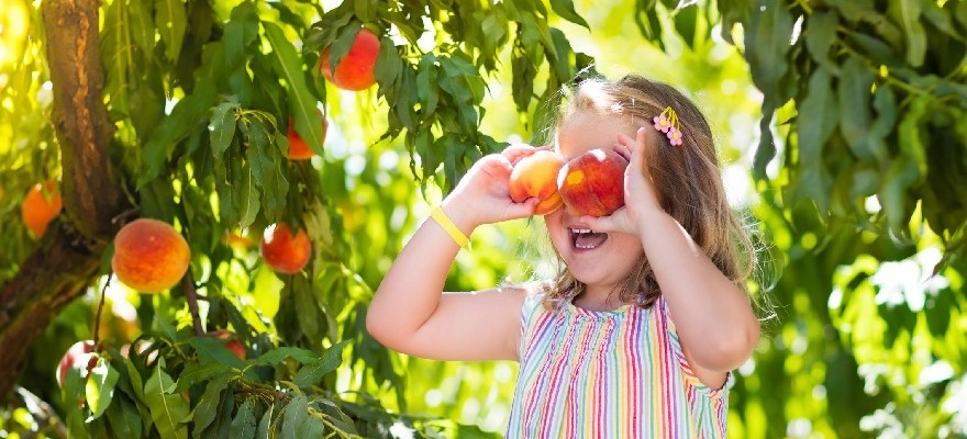 Peach Picking NJ: These are the Top 5 Places Go Near Staten Island