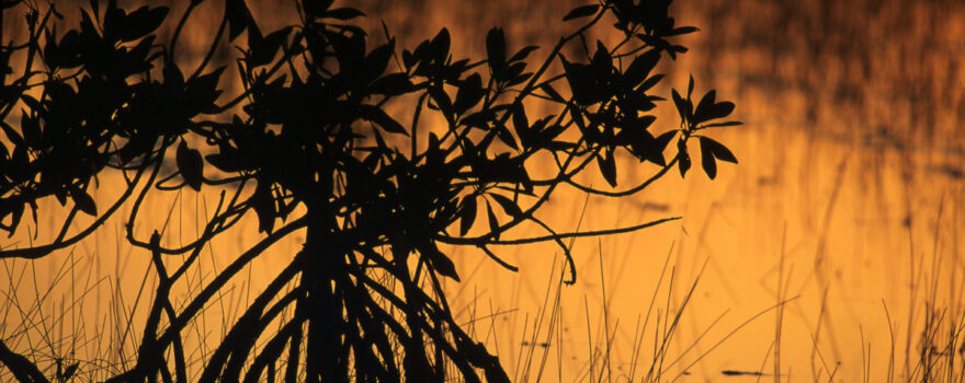 Florida mangroves at sunset.