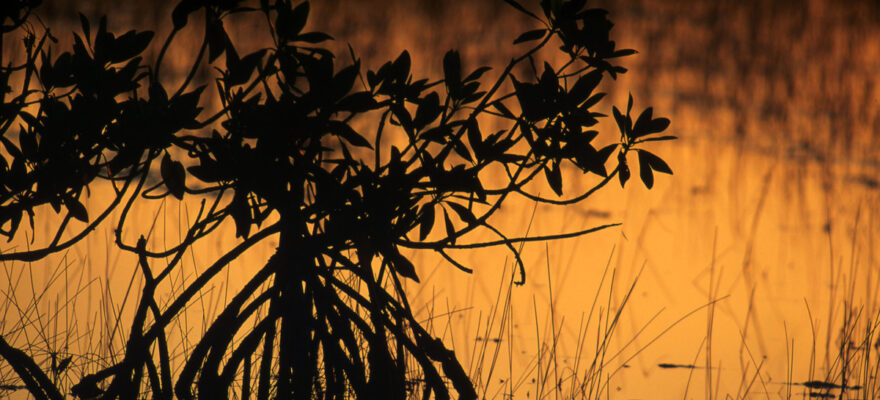 Visiting Florida? Impress Your Kids with these 10 Fun Facts About Mangroves