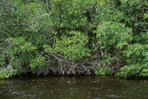 Florida mangroves