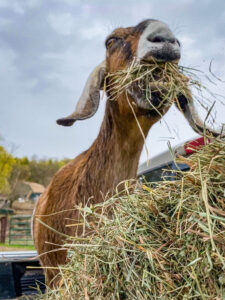 A goat eating lots of hay. The goat's name is Hermione, one of stars of Goat Games 2023.